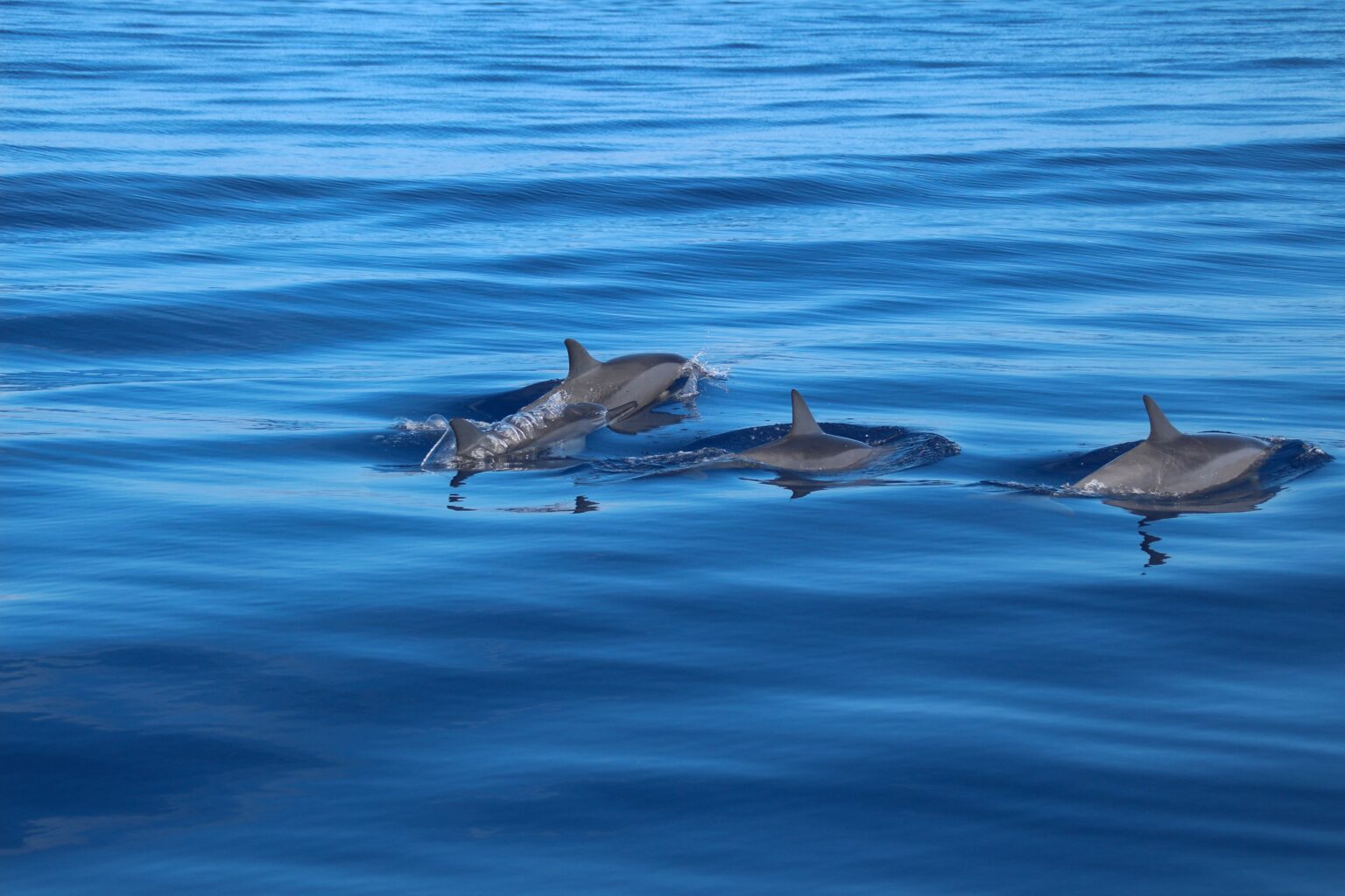 Four,Dolphin,Fins,Emerging,From,The,Deep,Waters